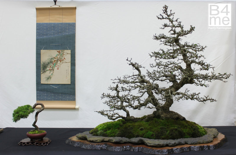 Crataegus monogyna/Common Hawthorn bonsai